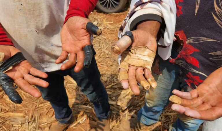 Homens são resgatados em situação semelhante a trabalho escravo em plantação de milho em Santa Bárbara de Goiás — Foto: Ministério do Trabalho/Divulgação