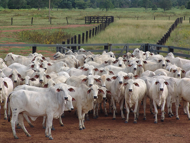 Brasil bate recorde na exportação de carne bovina em 2024